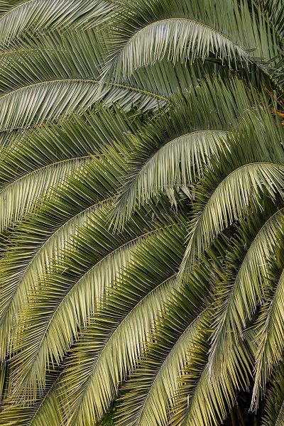 Jones, Adam 아티스트의 Pattern in branches of palm tree-Quito-Ecuador작품입니다.